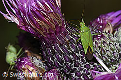 F217275: Grüne Distelwanze (Calocoris affinis) auf Sumpf-Kratzdistel (Cirsium palustre)