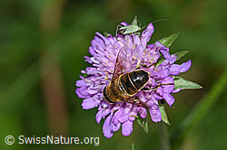 Mistbiene (Eristalis tenax) auf Wald-Witwenblume (Knautia dipsacifolia) (26.06.2022, F217279)