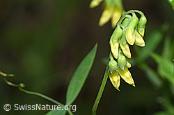 F217285: Wiesen-Platterbse (Lathyrus pratensis)