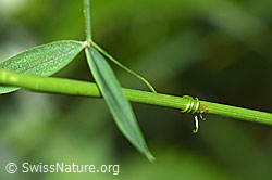 F217286: Wiesen-Platterbse (Lathyrus pratensis)