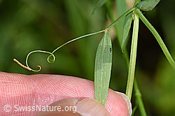F217288: Wiesen-Platterbse (Lathyrus pratensis)