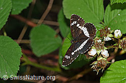 Foto: Kleiner Eisvogel (Limenitis camilla) an Blüten der Himbeere (Rubus idaeus)
