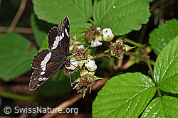 F217306: Kleiner Eisvogel (Limenitis camilla) an Blüten der Himbeere (Rubus idaeus)