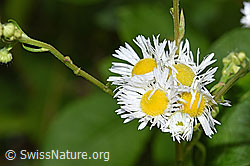 F217309: Einjähriges Berufkraut (Erigeron annuus)
