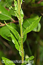 F217311: Einjähriges Berufkraut (Erigeron annuus)