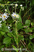F217315: Einjähriges Berufkraut (Erigeron annuus)