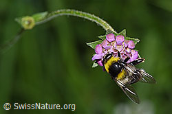 Mistbiene (Eristalis tenax) auf Wald-Witwenblume (Knautia dipsacifolia)