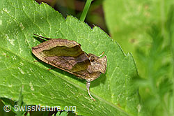 Messingeule (Diachrysia chrysitis) (F217318)