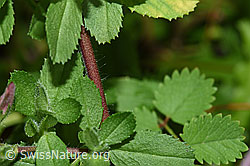 F217324: Kriechende Hauhechel (Ononis repens)