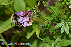 F217327: Ackerhummel (Bombus pascuorum) an Gewöhnlicher Vogelwicke (Vicia cracca)