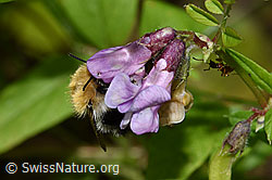 Ackerhummel (Bombus pascuorum)<br/>Gewöhnliche Vogelwicke (Vicia cracca)