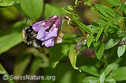 F217330: Ackerhummel (Bombus pascuorum) an Gewöhnlicher Vogelwicke (Vicia cracca)