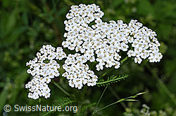 Foto: Gemeine Schafgarbe (Achillea millefolium)