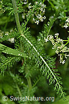 Foto: Gemeine Schafgarbe (Achillea millefolium)