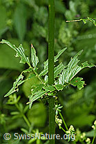 Gebräuchlicher Baldrian (Valeriana officinalis) (26.06.2022, F217352)