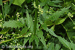 Gebräuchlicher Baldrian (Valeriana officinalis) (F217353)