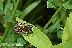 Grosse Harzbiene (Anthidium byssinum) (F217355)