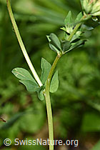 F217367: Gewöhnlicher Hornklee (Lotus corniculatus)
