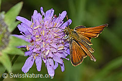 Braunkolbiger Braundickkopffalter (Thymelicus sylvestris) auf Wald-Witwenblume (Knautia dipsacifolia) (F217384)