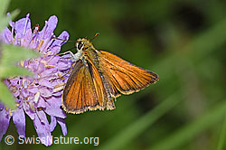 Braunkolbiger Braundickkopffalter (Thymelicus sylvestris) auf Wald-Witwenblume (Knautia dipsacifolia) (F217386)