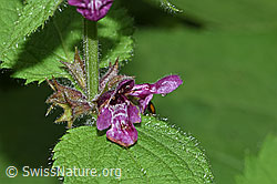 F217401: Wald-Ziest (Stachys sylvatica)