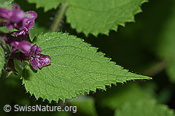 F217402: Wald-Ziest (Stachys sylvatica)