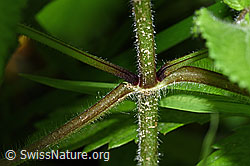F217404: Wald-Ziest (Stachys sylvatica)