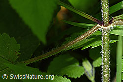 F217405: Wald-Ziest (Stachys sylvatica)