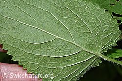 F217406: Wald-Ziest (Stachys sylvatica)