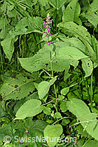 Wald-Ziest (Stachys sylvatica) (26.06.2022, F217407)