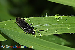 Hemicrepidius niger (F217426)