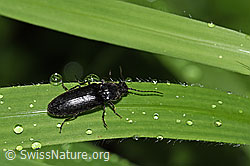 Hemicrepidius niger (F217427)