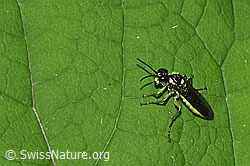 Grünschwarze Blattwespe (Tenthredo mesomela) (F217437)