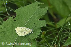 Rapsweissling (Pieris napi) (F217460)