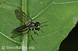 Grünschwarze Blattwespe (Tenthredo mesomela) (F217472)