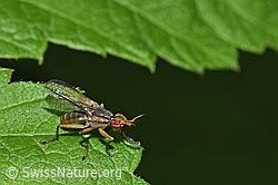 Neu in SwissNature.org: Limnia unguicornis (Hornfliege)