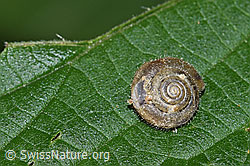 F217492: Seidenhaarschnecke (Trochulus sericeus)
