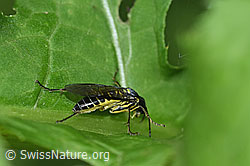 Grünschwarze Blattwespe (Tenthredo mesomela) (F217504)