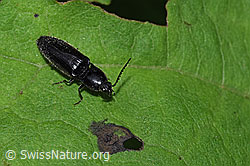 Hemicrepidius niger (F217506)