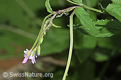 F217509: Berg-Weidenröschen (Epilobium montanum)