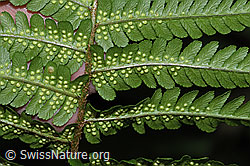 F217520: Echter Wurmfarn (Dryopteris filix-mas)