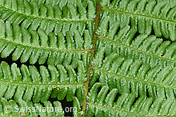 F217521: Echter Wurmfarn (Dryopteris filix-mas)