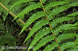 F217522: Echter Wurmfarn (Dryopteris filix-mas)