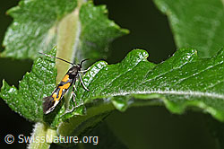 Mompha locupletella (Fransenmotte) (F217526)
