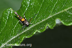 Mompha locupletella (Fransenmotte) (F217529)