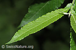 F217531: Grau-Weide (Salix cinerea)