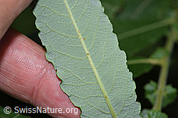 F217532: Grau-Weide (Salix cinerea)