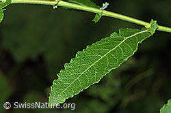 F217533: Grau-Weide (Salix cinerea)