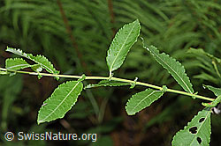 F217535: Grau-Weide (Salix cinerea)