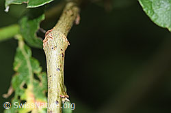 F217536: Grau-Weide (Salix cinerea)